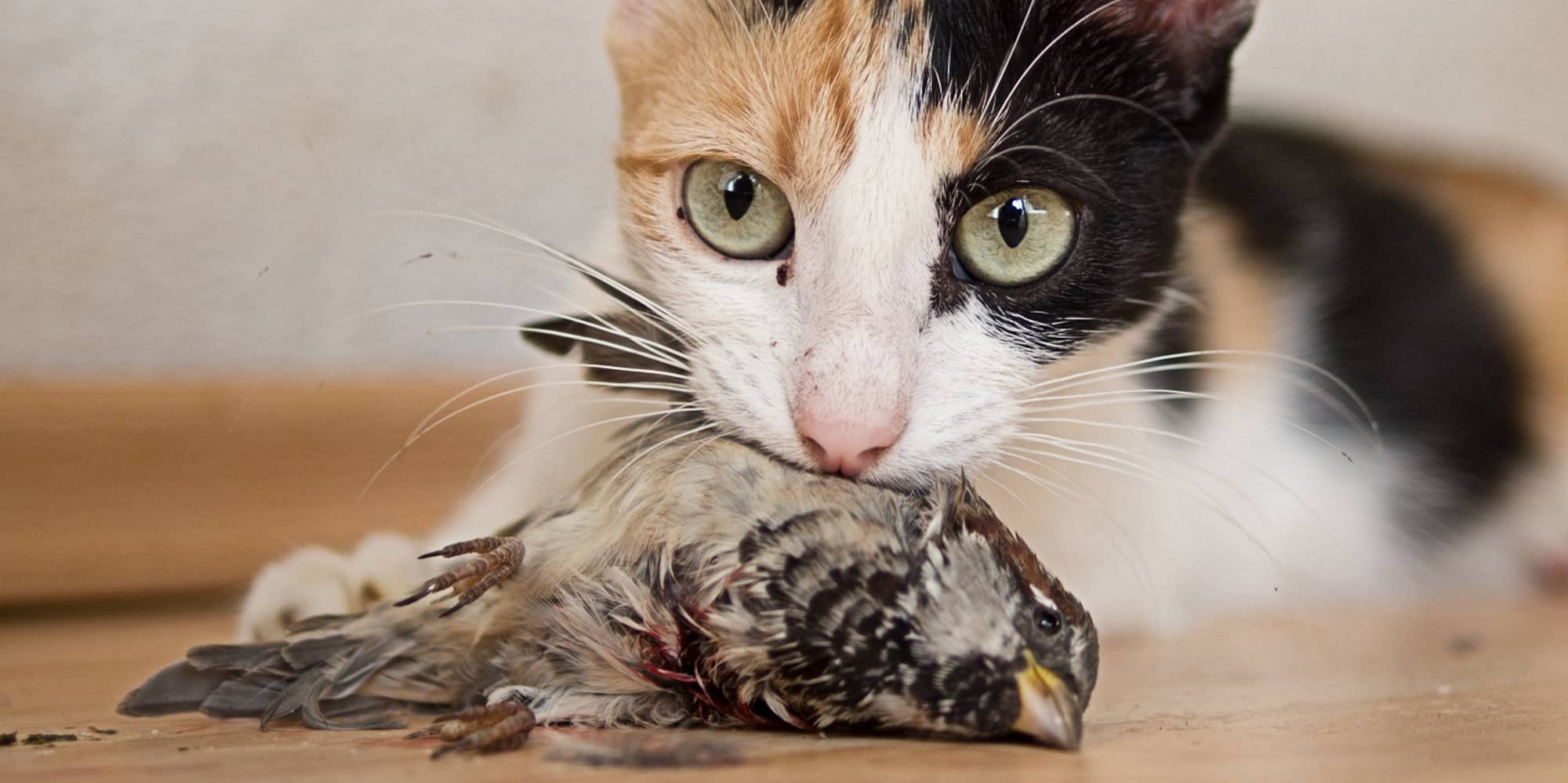Victoria's Birds Are Disappearing. Here's Why.