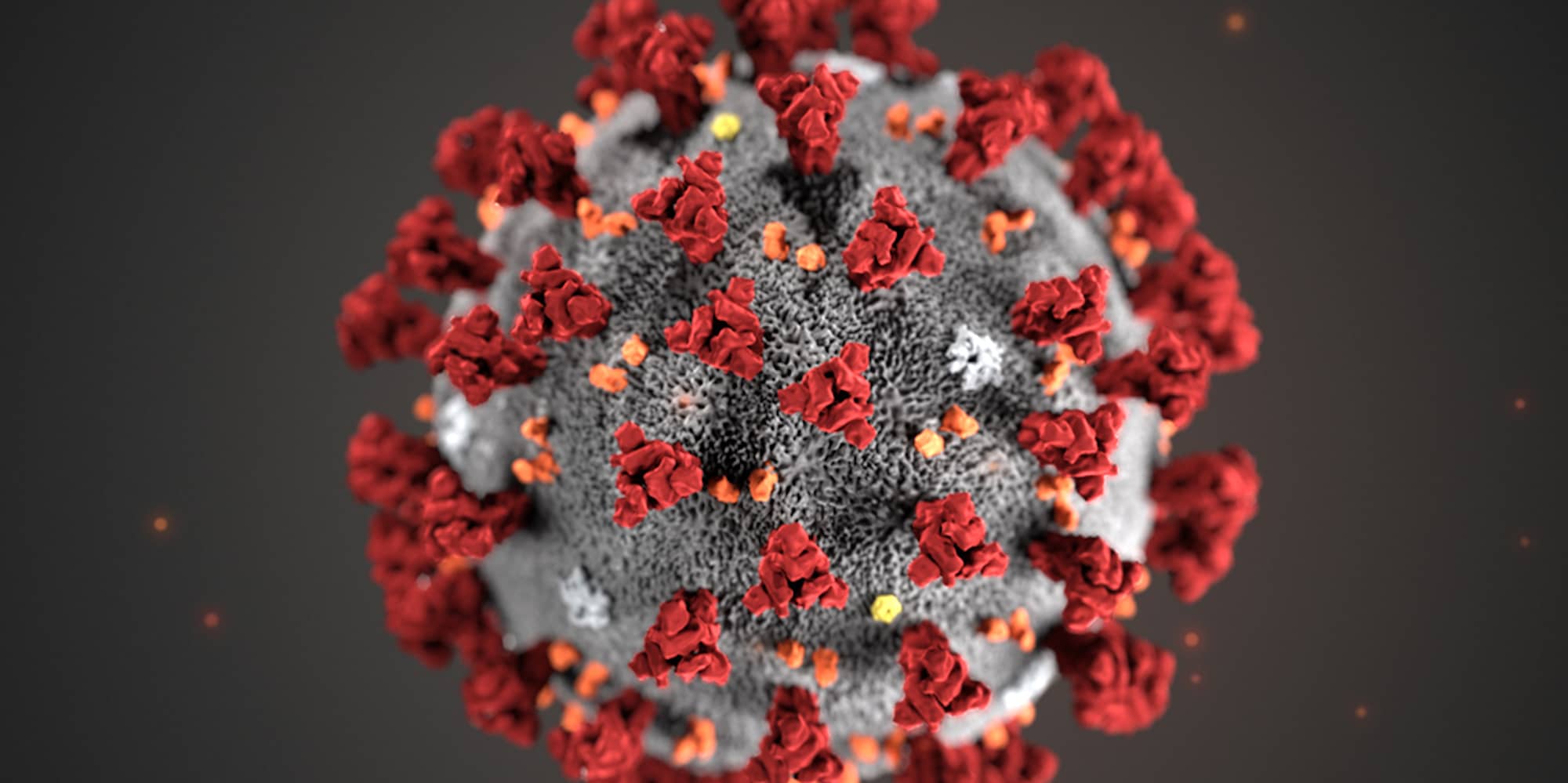 Colourized image of the novel coronavirus (Source: Centres for Disease Control)