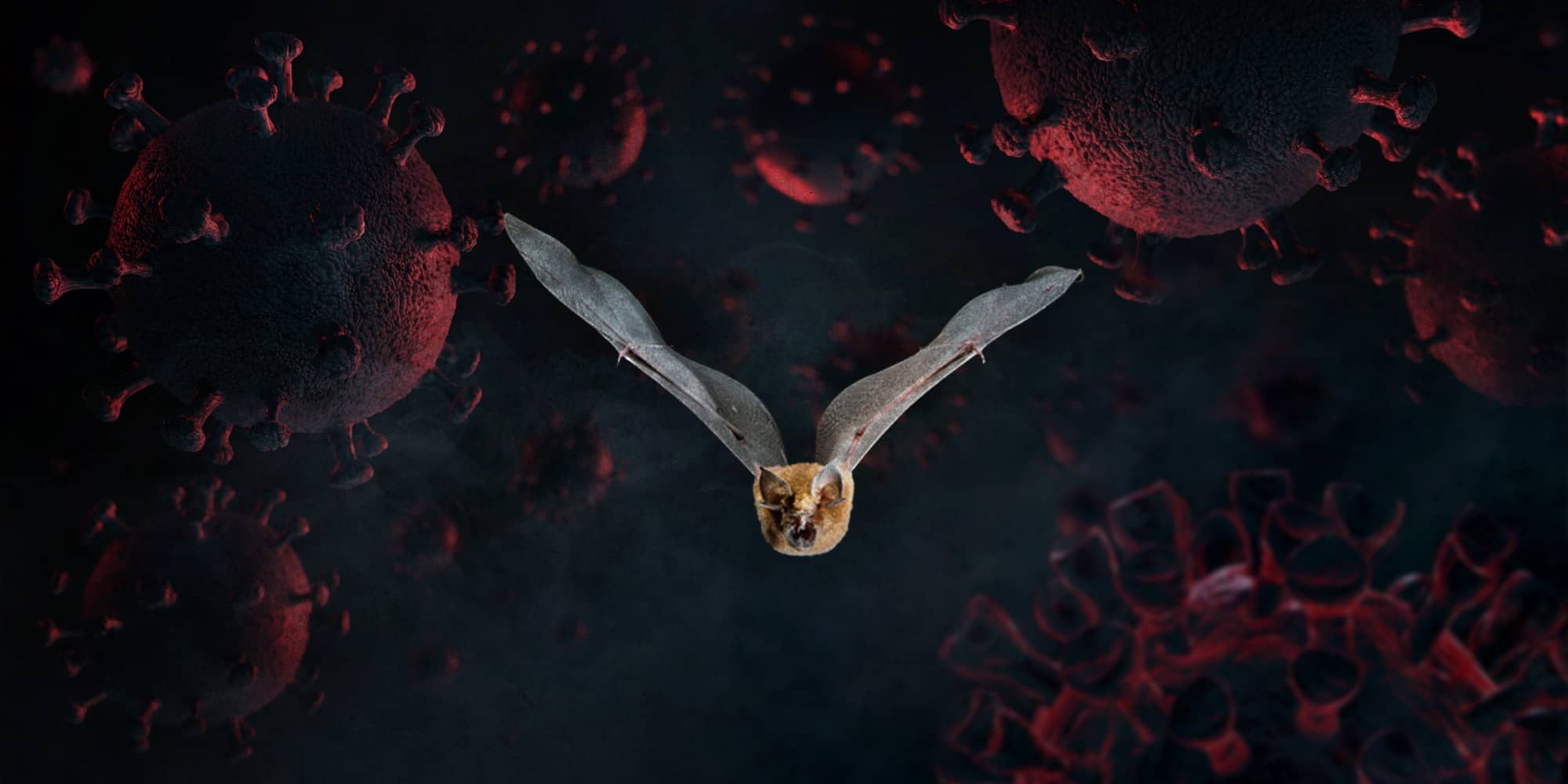 The Chinese rufous horseshoe bat features in this photo illustration by Tristan Pratt.