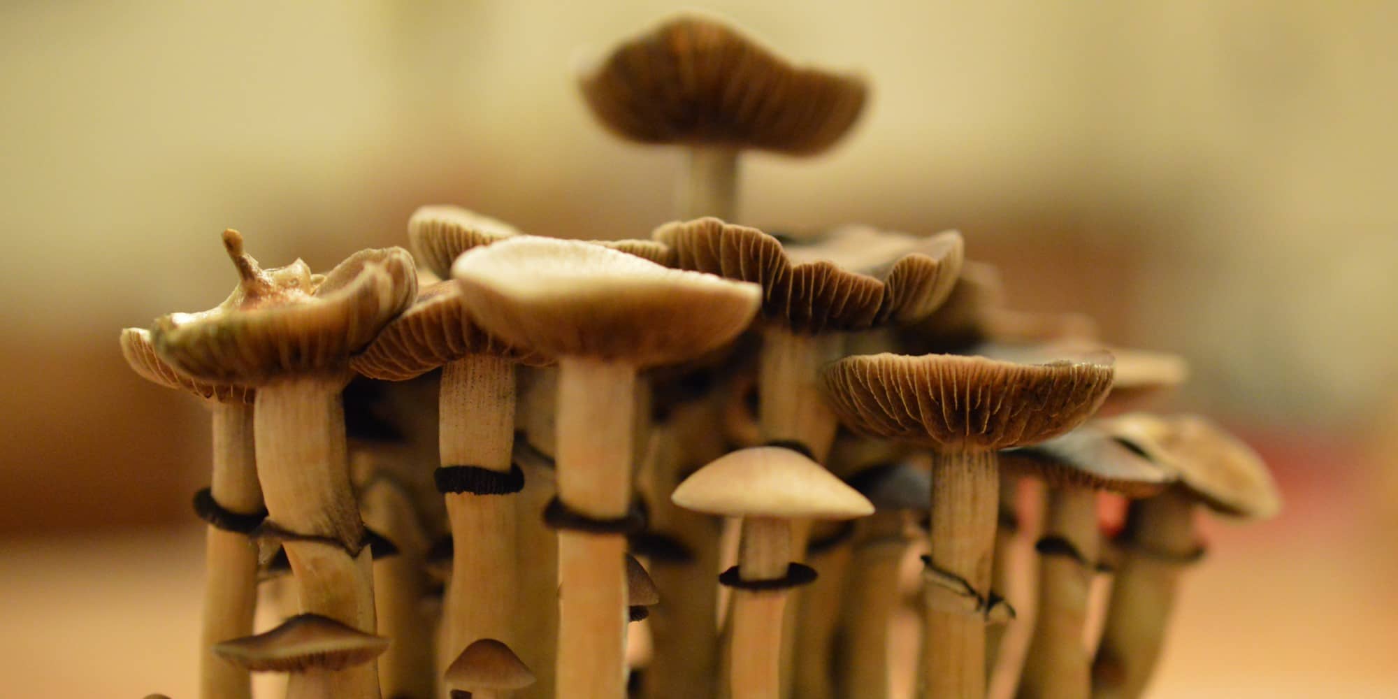 Psilocybin or "magic" mushrooms (Flickr.com).