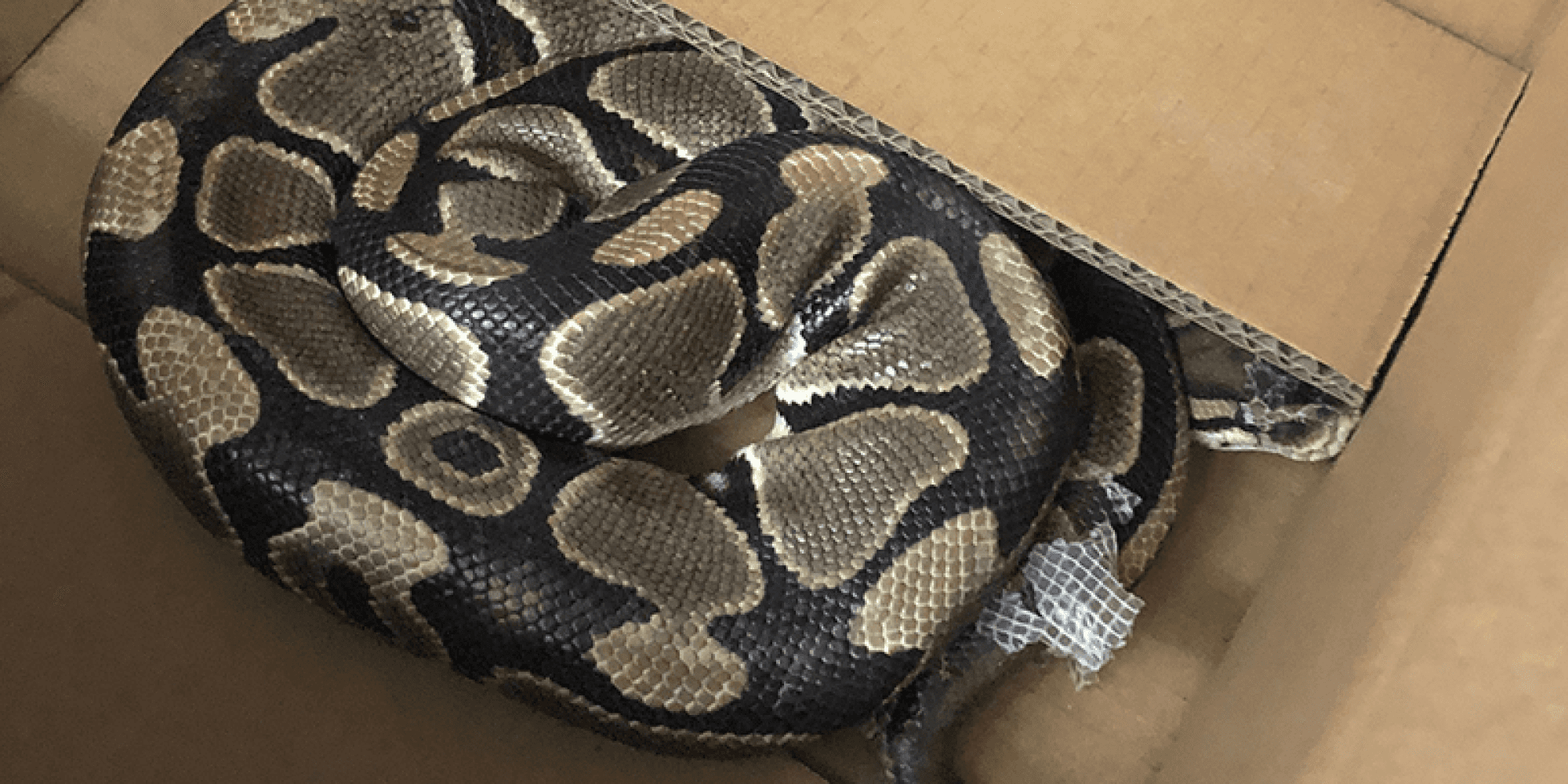 Police photo of a ball python following its safe recovery after more than one month at large in Victoria. The animal died of suspected starvation or exposure soon after escaping again following return to its owner.