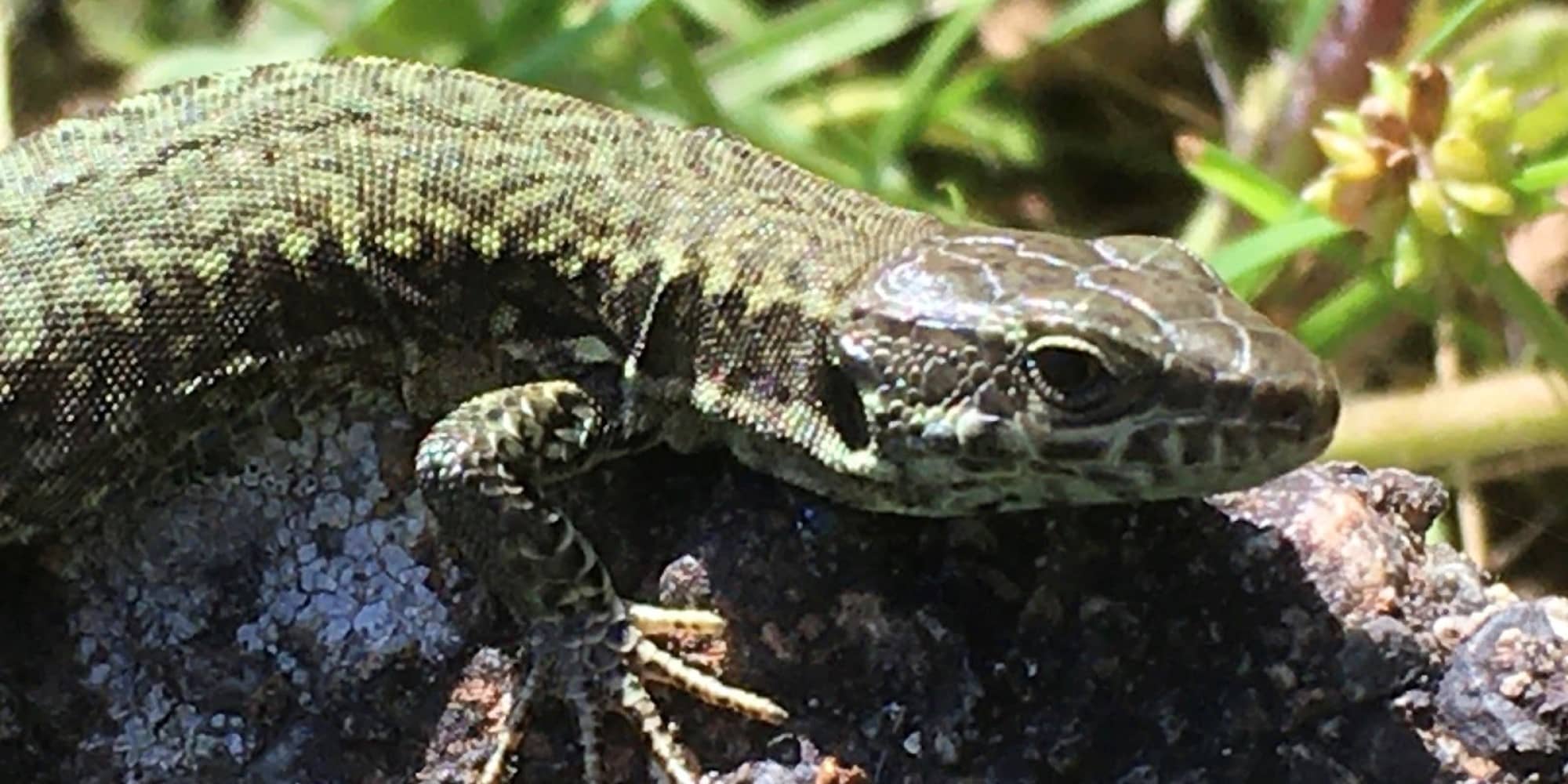 A common wall lizard photographed in Saanich by Gavin Hanke, curator of vertebrate zoology at the Royal BC Museum