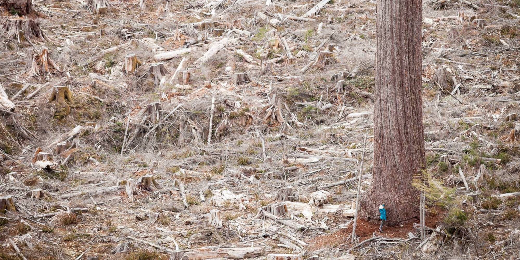 Big Lonely Doug, the second-largest Douglas fir tree in Canada and the only survivor of a clearcut outside of Port Renfrew (Photo by Ancient Forest Alliance).