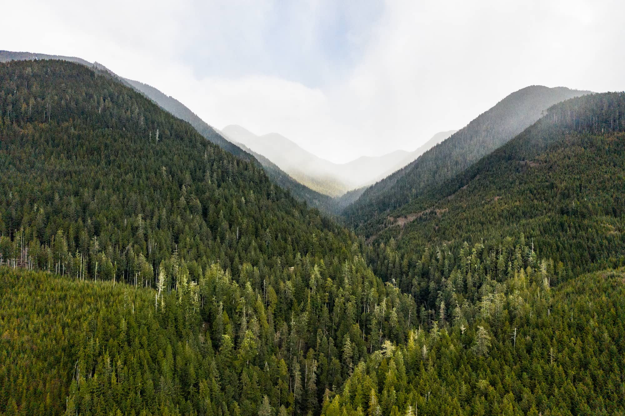 Fairy Creek Watershed near Port Renfrew. Photo: Jimmy Thomson / Capital Daily