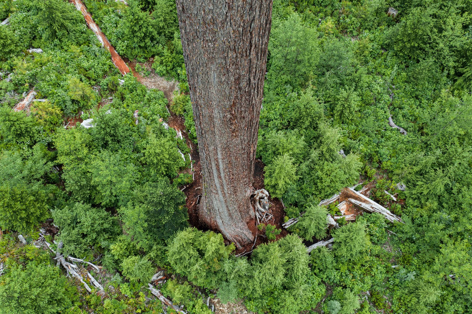 Big Lonely Doug, BC's best known Douglas-fir, stands alone among saplings in a clear-cut near Port Renfrew. Photo: Jimmy Thomson / Capital Daily