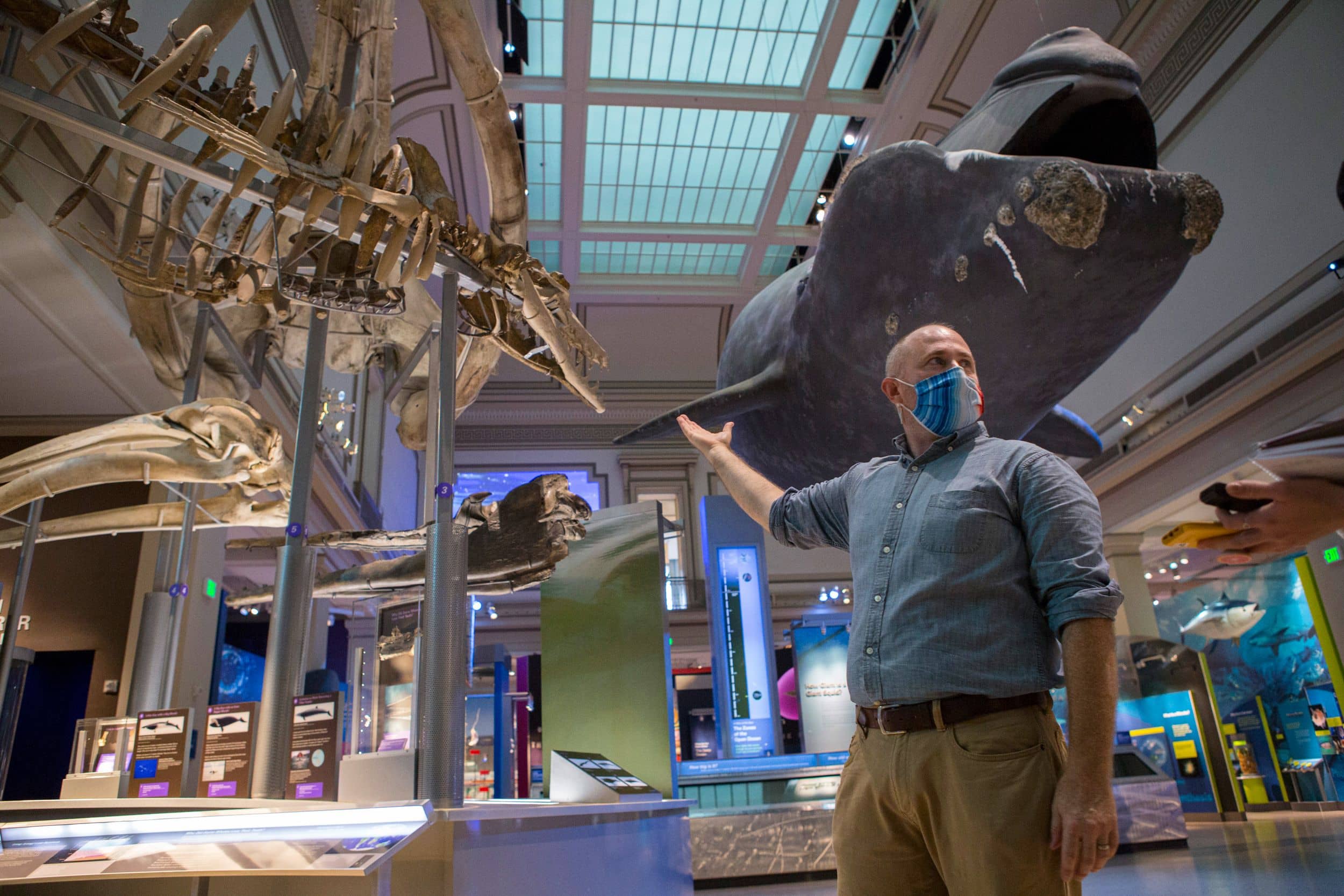 Nick Pyenson, the Smithsonian Institution’s curator of fossil marine mammals, compares the skeletons of ancient whales to the life-sized model of a North Atlantic right whale displayed at the National Museum of Natural History in Washington, DC.
