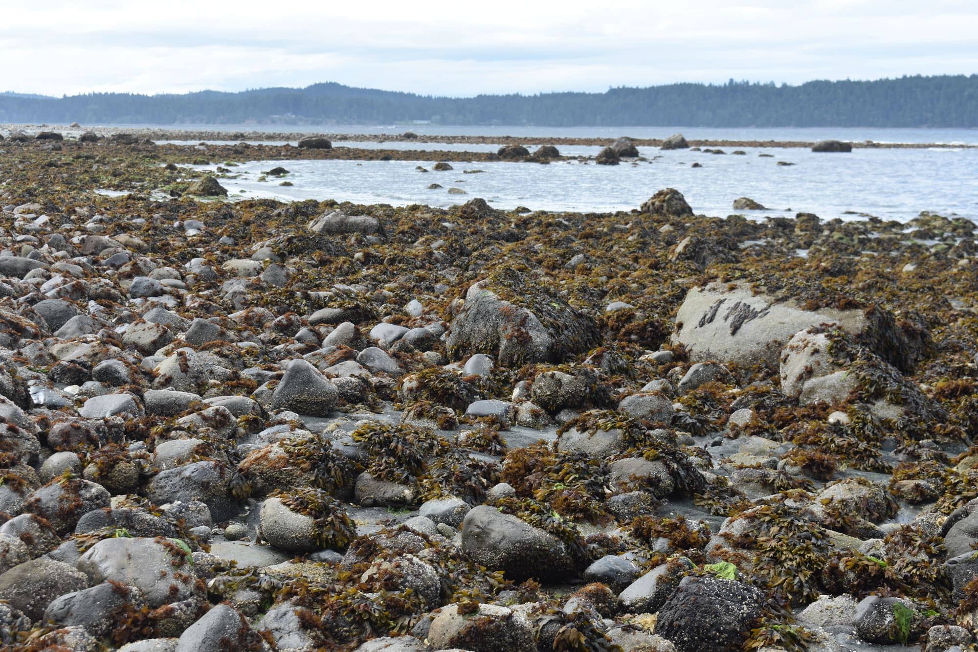 Seaweed and barnacles return to the shores of Deep Bay, BC, one year after 2021’s deadly heat dome. Photo: Martin Bauman / Capital Daily