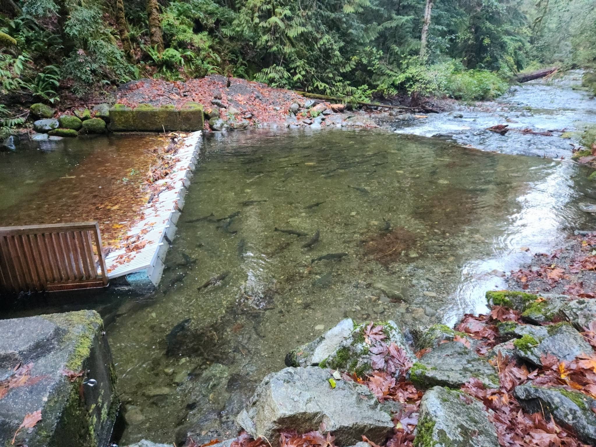 Chum salmon swimming in the Goldstream River. Photo submitted by Joscilyn Jupp