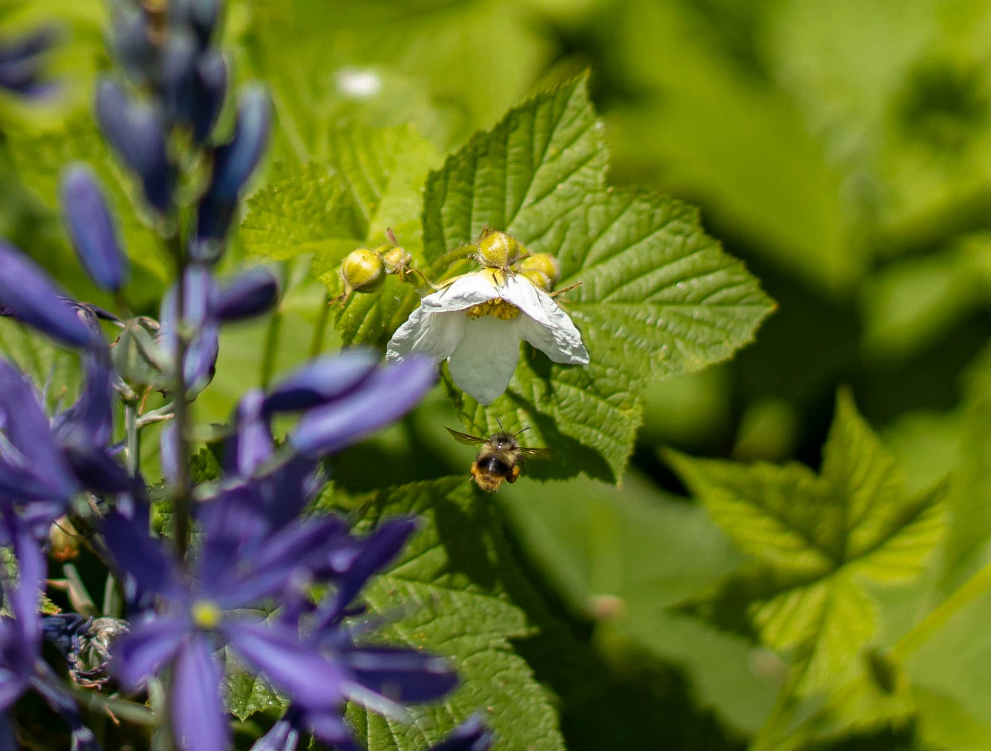 A bumble bee flies toward a native flower at Fort Rodd Hill. Photo: Robyn Bell / Capital Daily