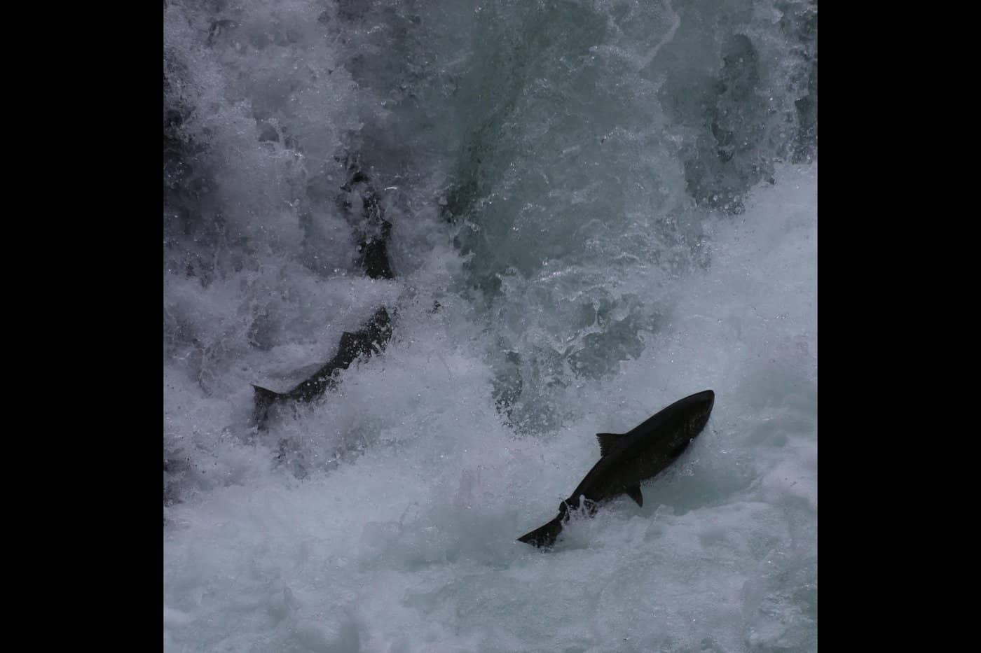Photo: Eric Plummer, Ha-Shilth-Sa