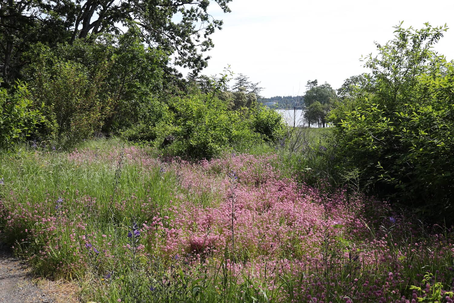 A Garry oak meadow at Fort Rodd Hill. Photo: Robyn Bell / Capital Daily