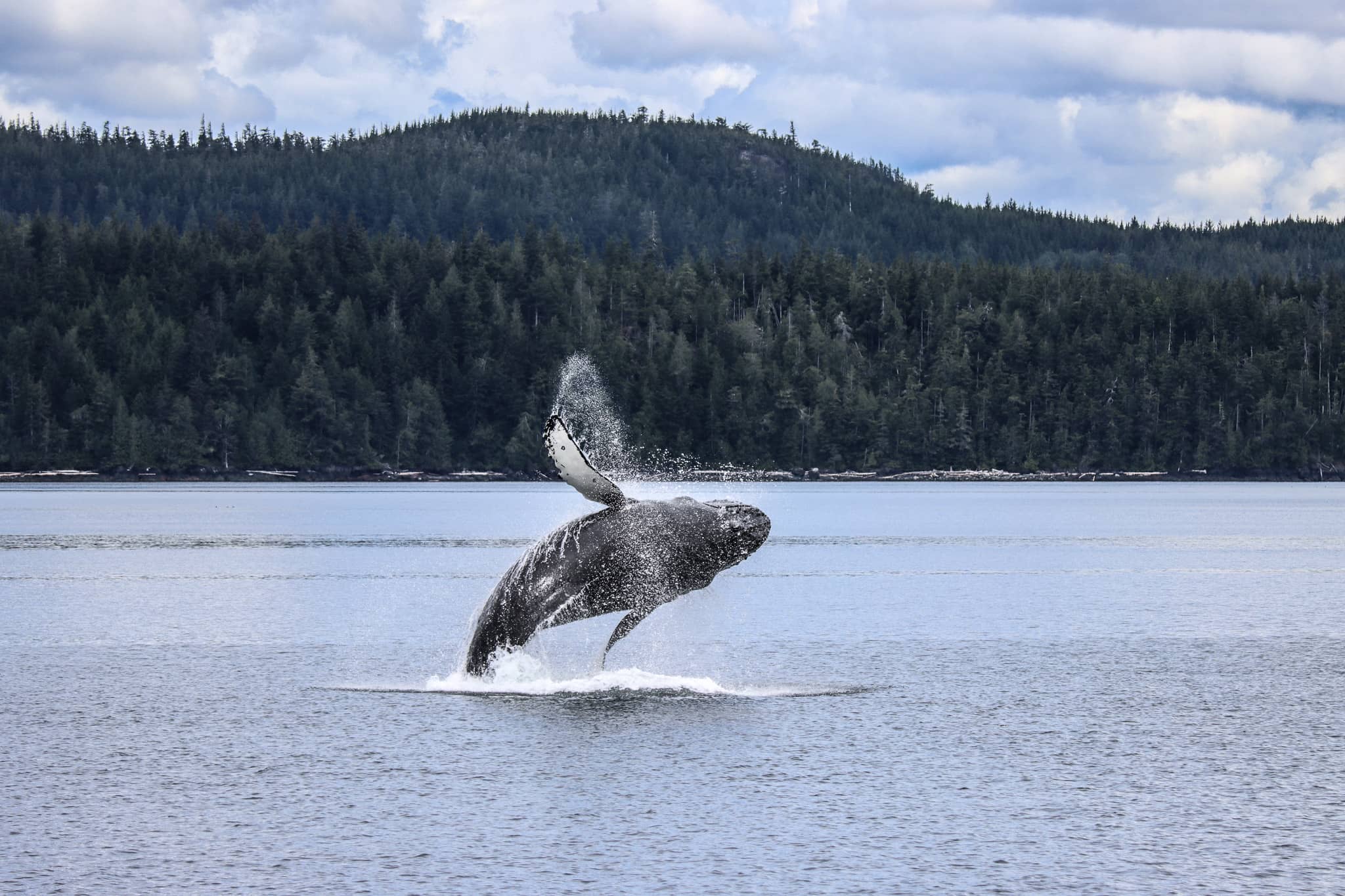 Photo: Prince of Whales