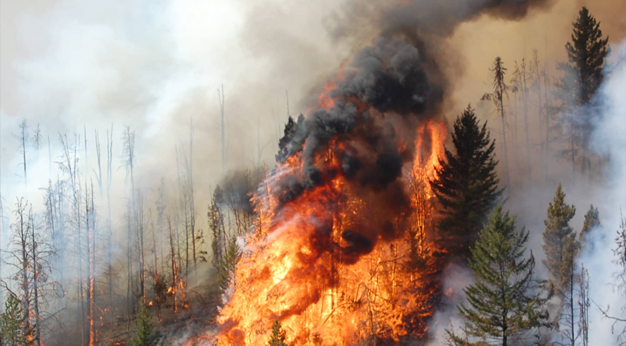A B.C. wildfire in its most out of control state (Province of B.C.)