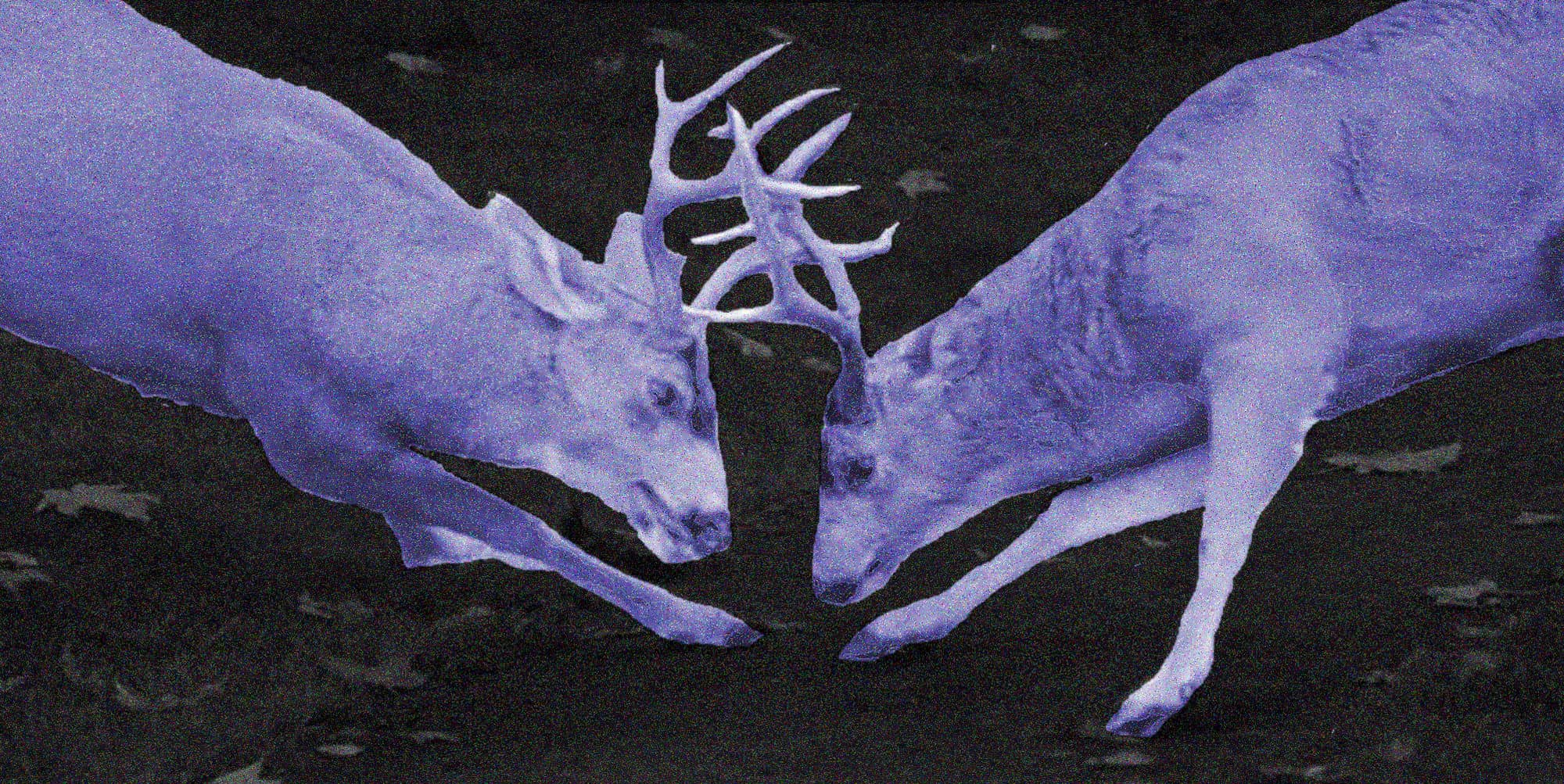 Two bucks square off in a Saanich front yard in 2012.