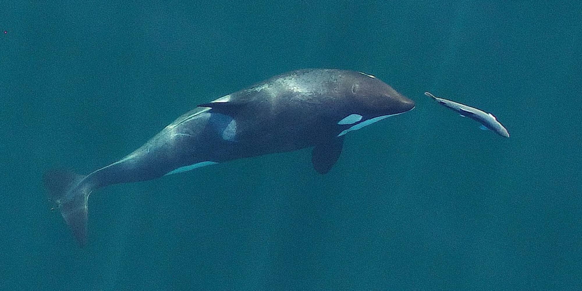 A young resident killer whale chases a chinook salmon in the Salish Sea near San Juan Island, Washington, in September 2017 (Oregon State University)