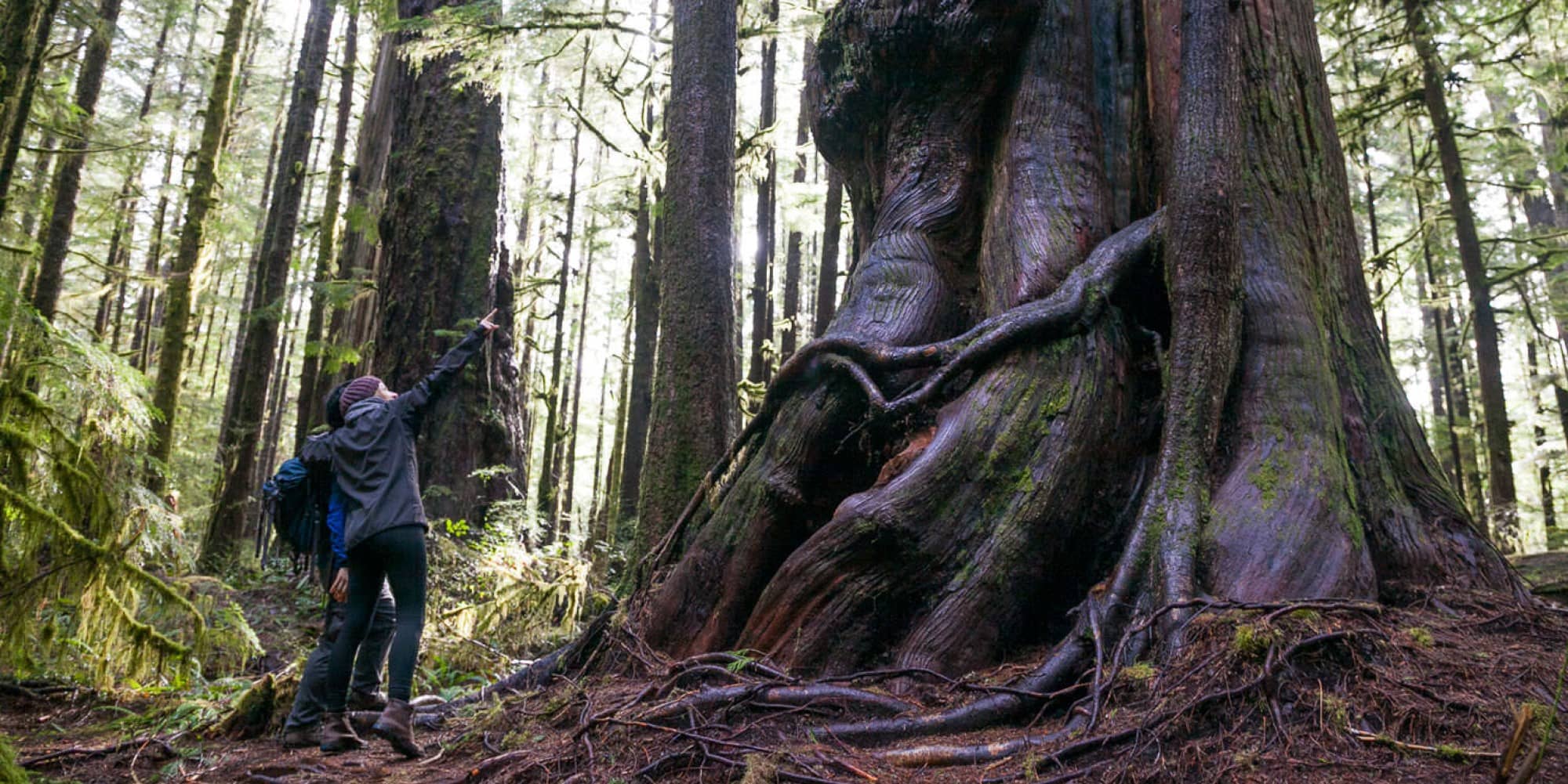 One of the centuries-old trees at Avatar Grove, a stand of old growth marvels just outside Port Renfrew (Ancient Forest Alliance)