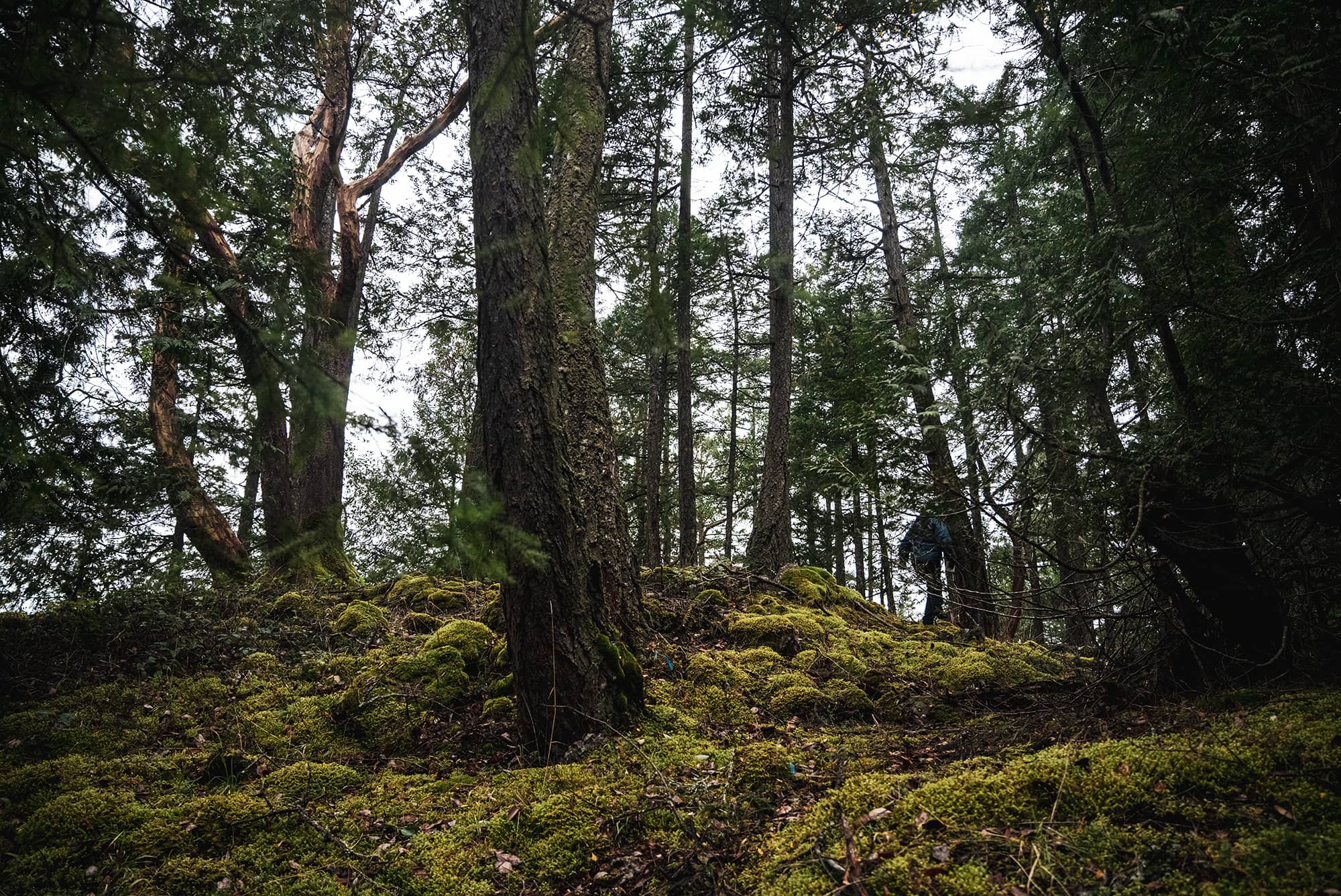 Local conservation groups launch bid to buy North Pender Island forest