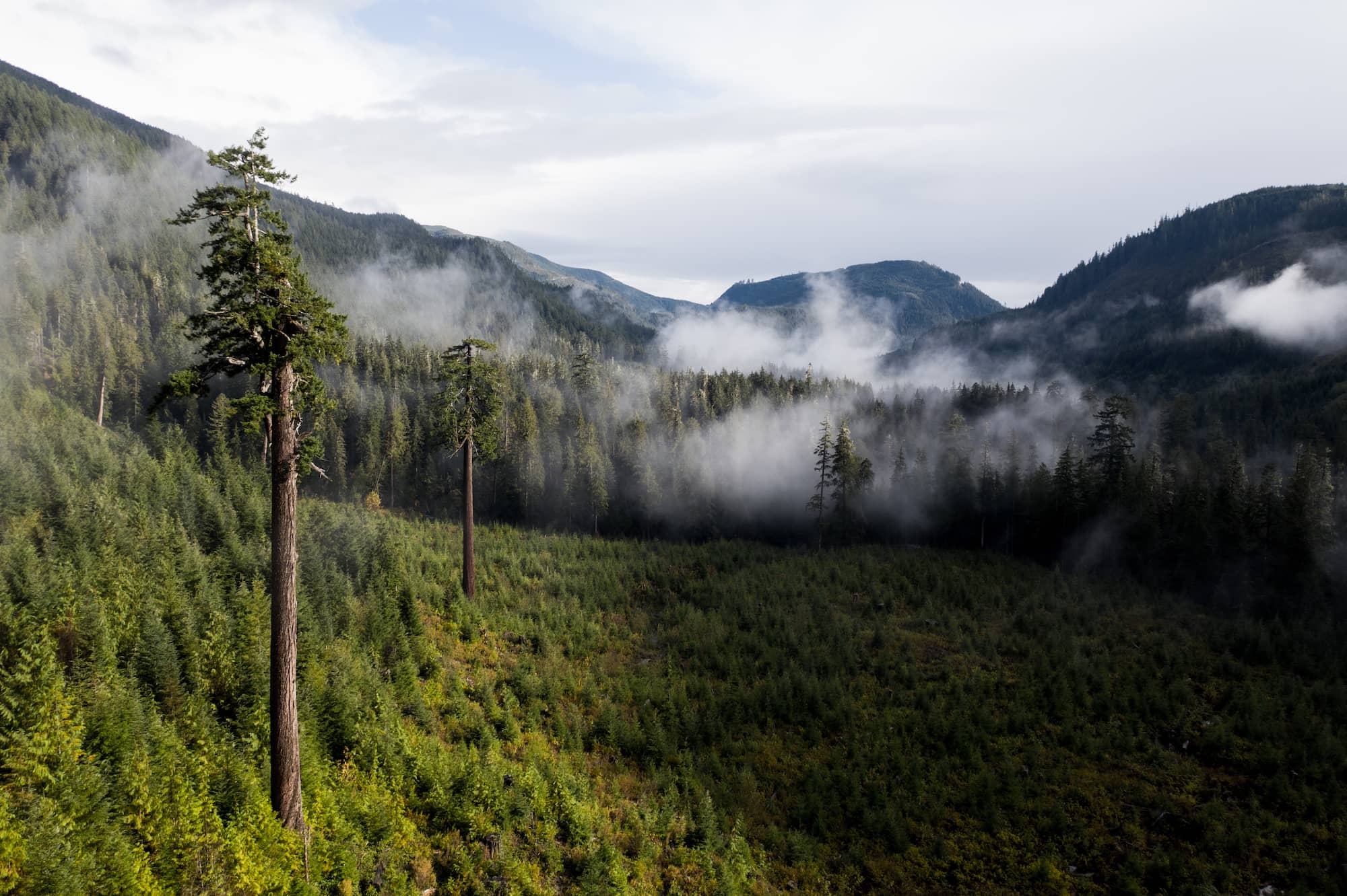 Big Lonely Doug, rear, stands in the middle of a clearing that barely spared the huge old Douglas fir. Photo: Jimmy Thomson / Capital Daily