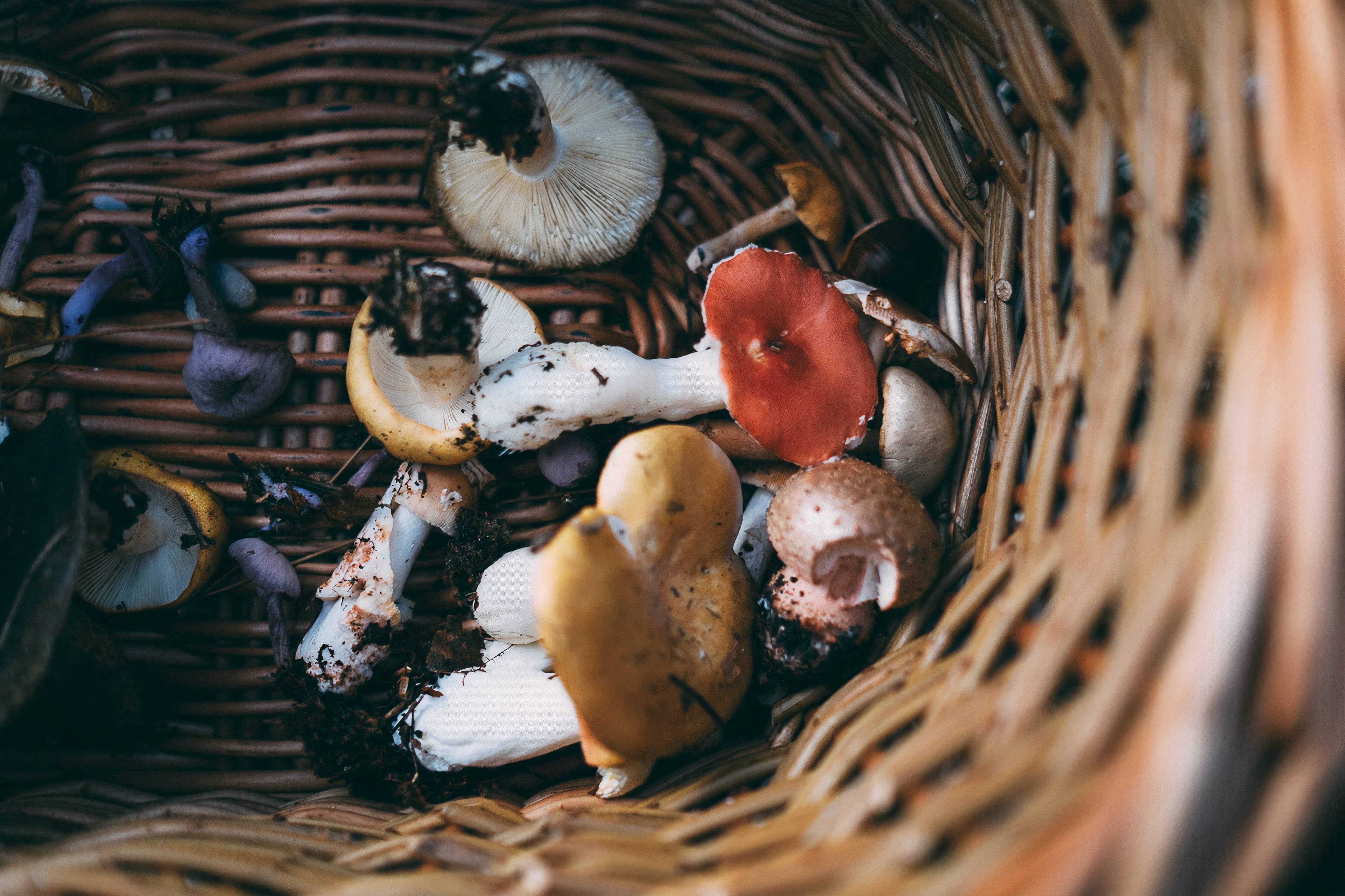Annie Spratt via Unsplash