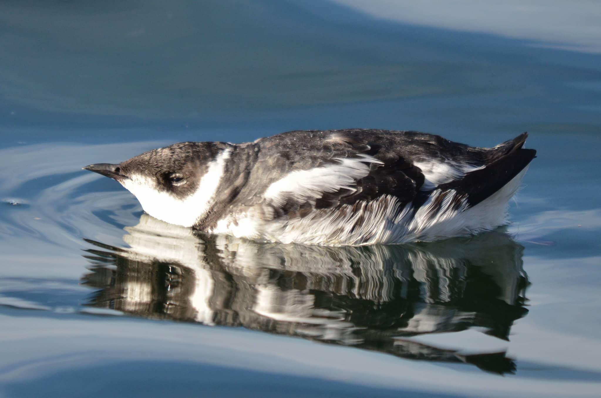 Marbled murrelet. Photo: Else9 / Flickr