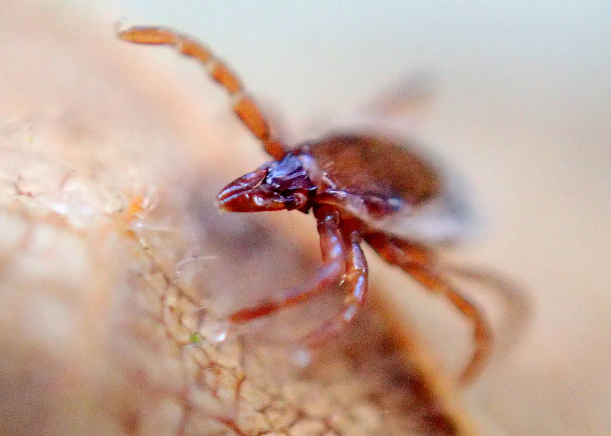 A Western blacklegged tick (Ixodes pacificus), seen up close in Wash. state. Photo: Brenda Dobbs via Flickr (CC BY-NC 2.0)