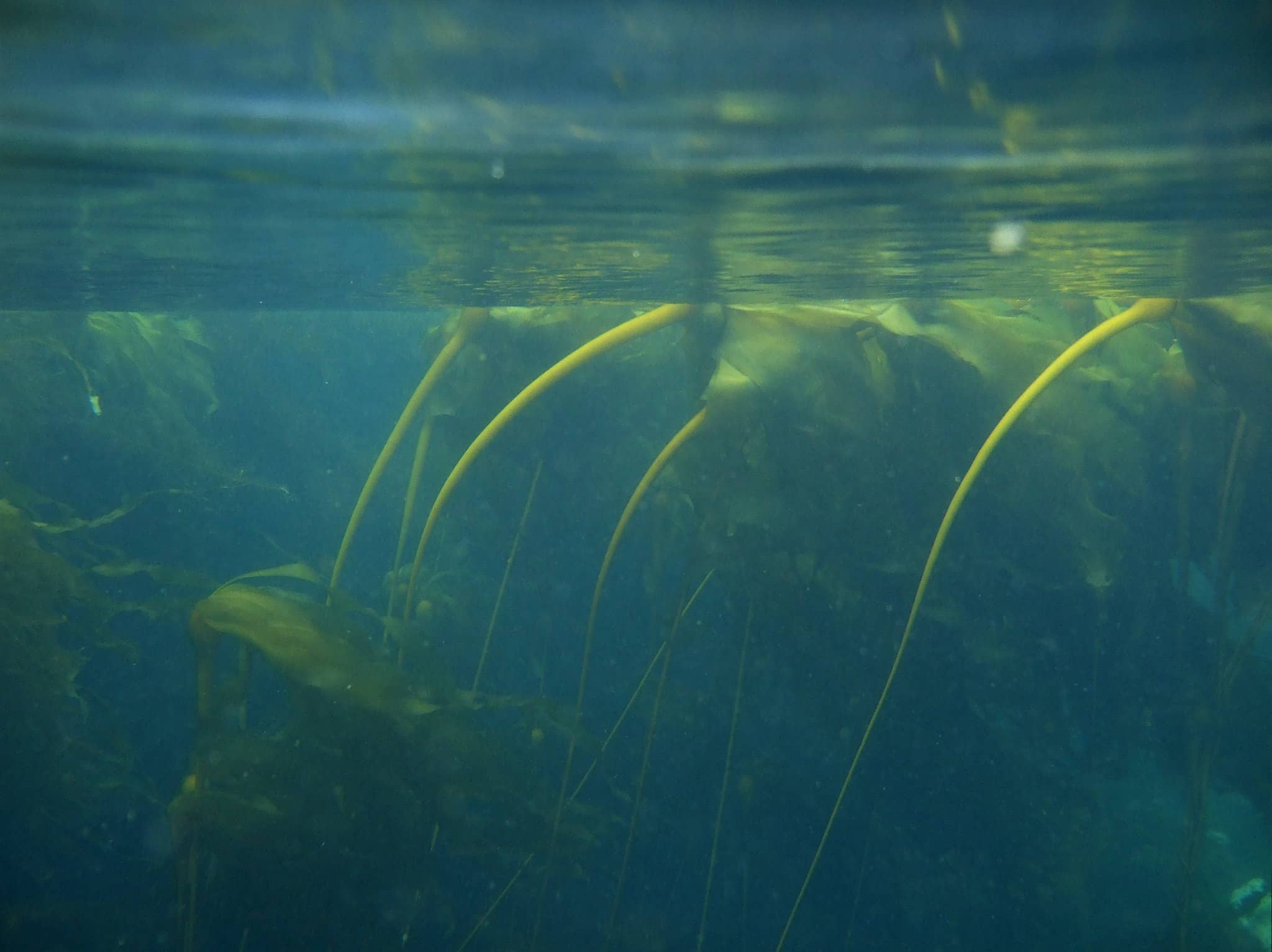 Kelp found in the waters off Haida Gwaii. Photo: Neil Banas via Flickr (CC BY-NC 2.0)