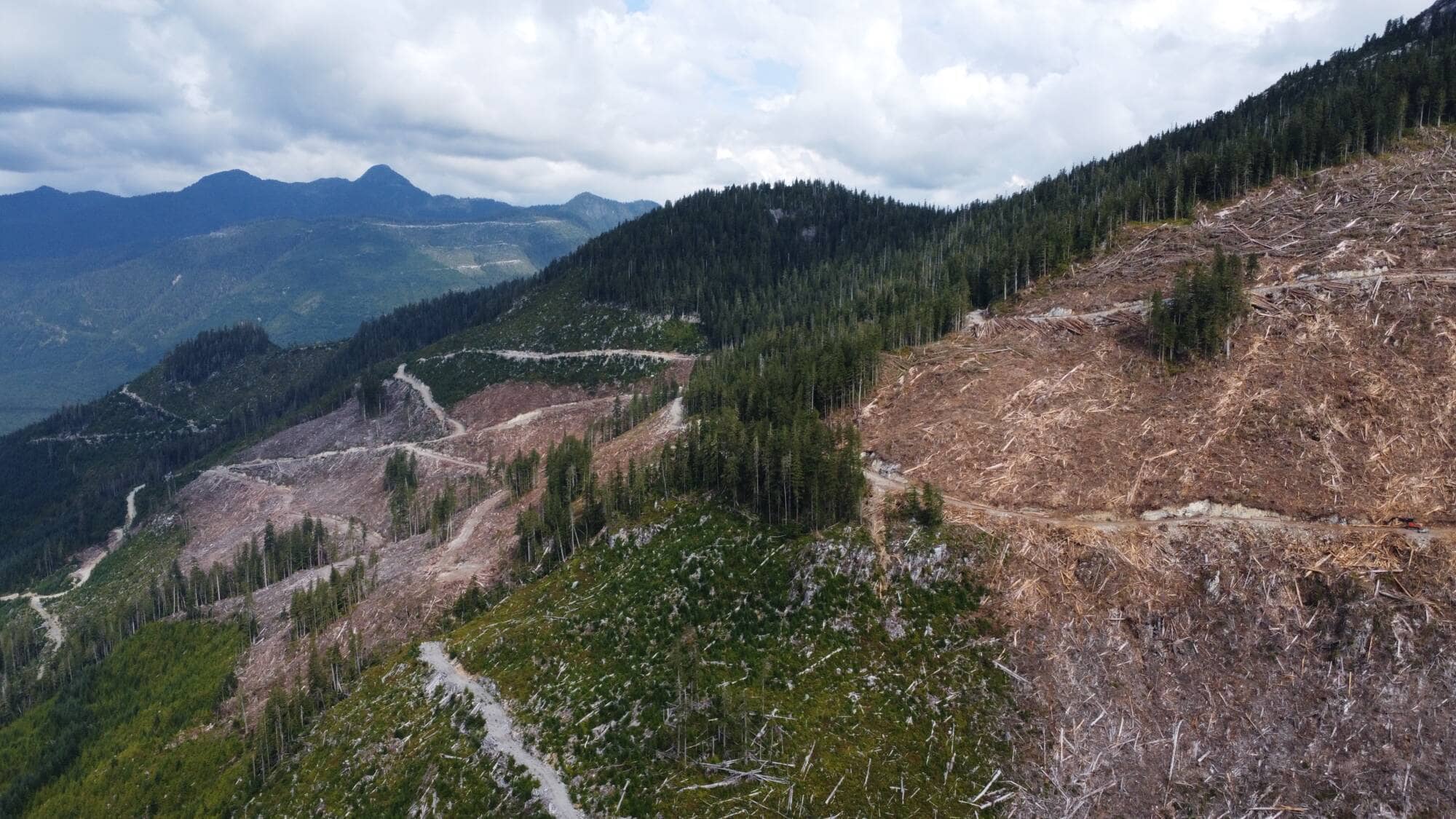 Logging in coastal Vancouver Island. Photo: Alex Tsui, Wilderness Committee