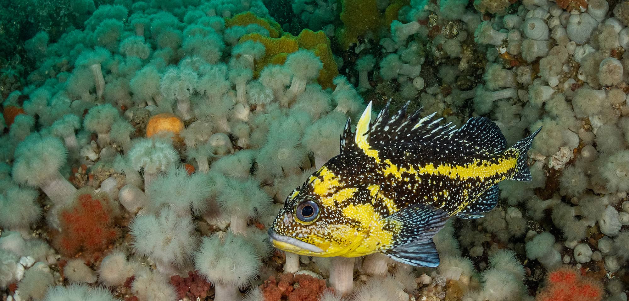 A new study questions whether marine reserves designed to protect vulnerable rockfish are working as intended. Photo: Shane Gross / Hakai