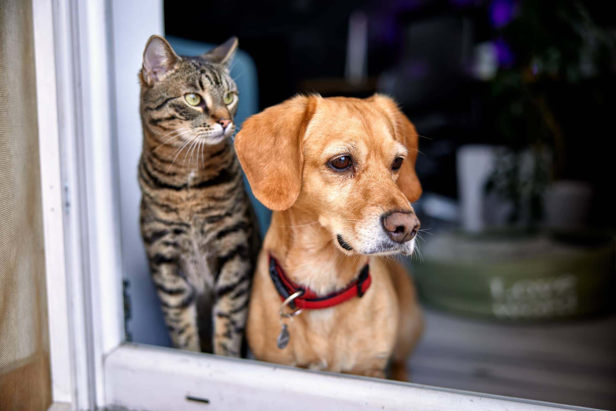 Victorians are surrendering their animals to find a place to live