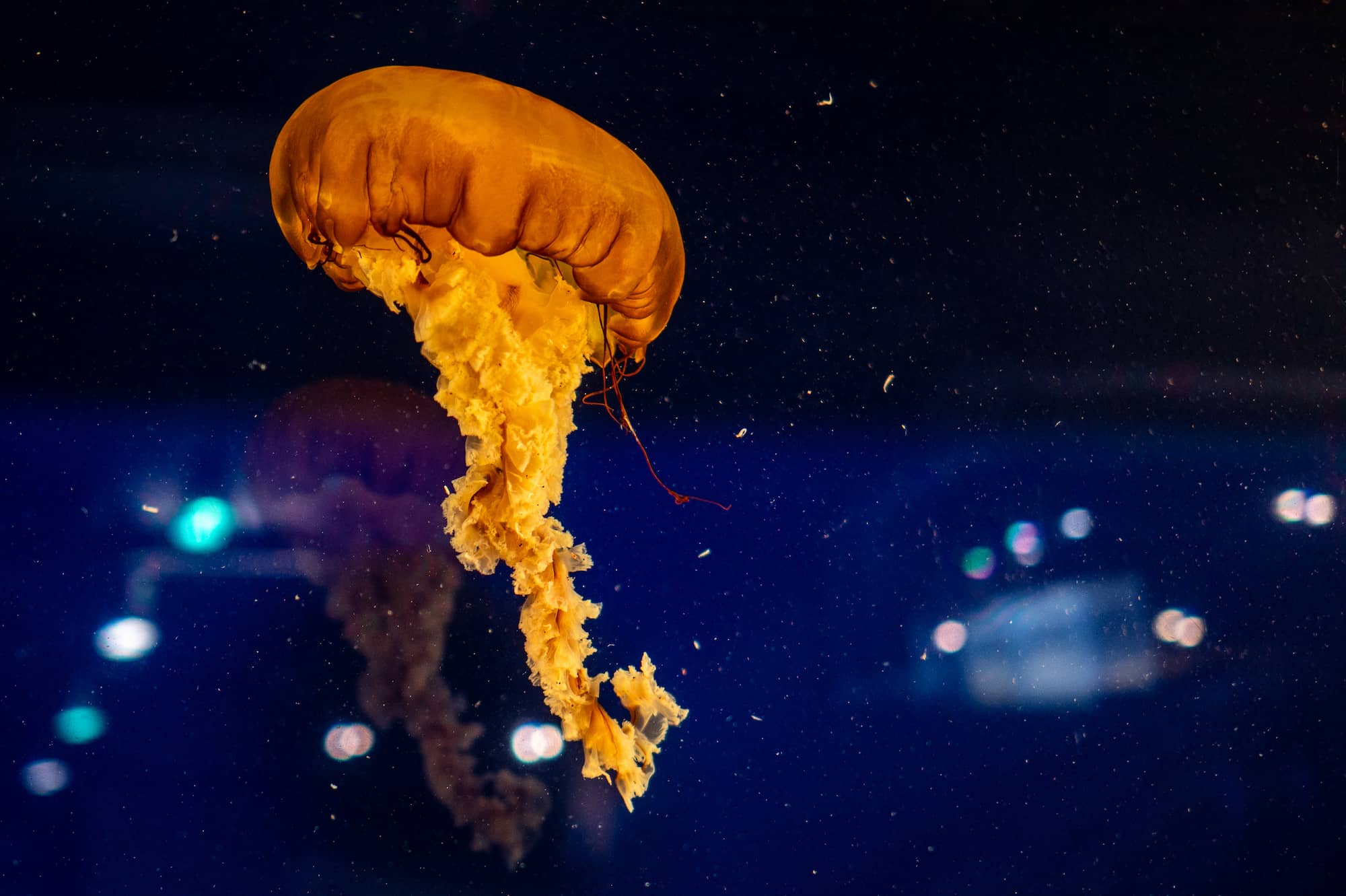 A Sea Nettle jellyfish floats through its newly cleaned tank at the Salish Sea Centre. Photo: James MacDonald / Capital Daily