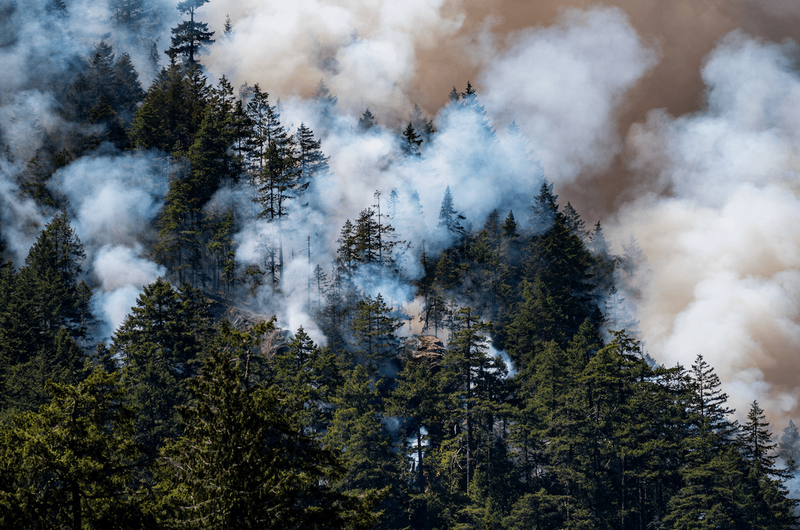 The June 2023 Cameron Bluffs fire near Port Alberni. Photo: James MacDonald