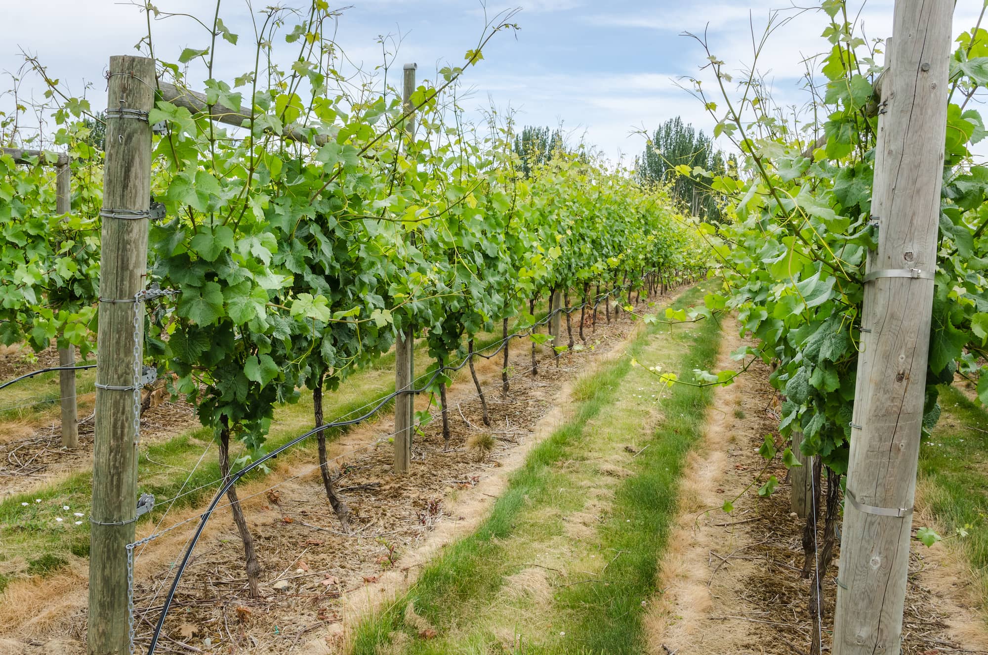 A Vancouver Island vineyard. Photo: Shutterstock