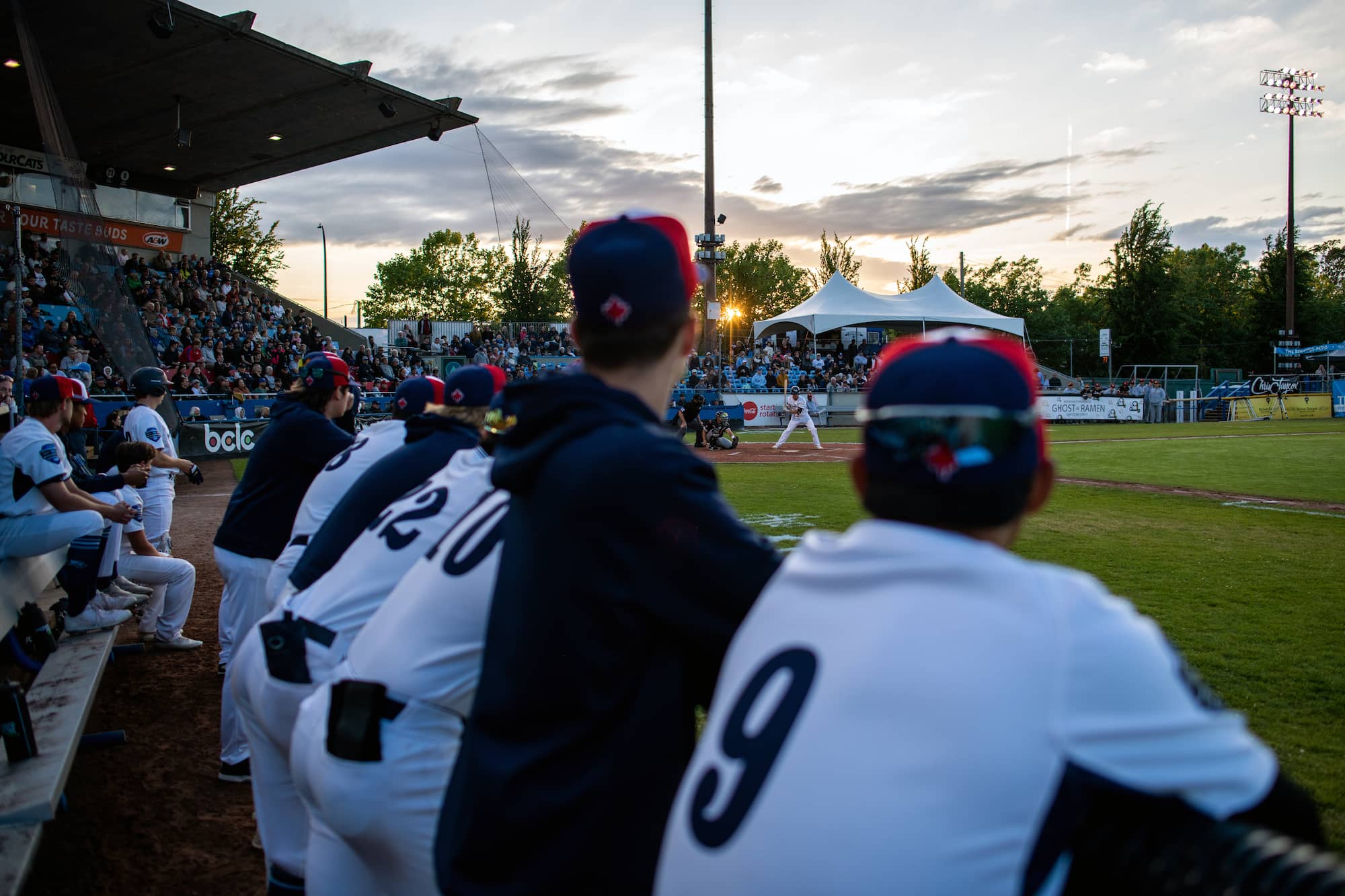 Players watch from the dugout as the HarbourCats bat against the Kamloops NorthPaws. Photo: James MacDonald / Capital Daily