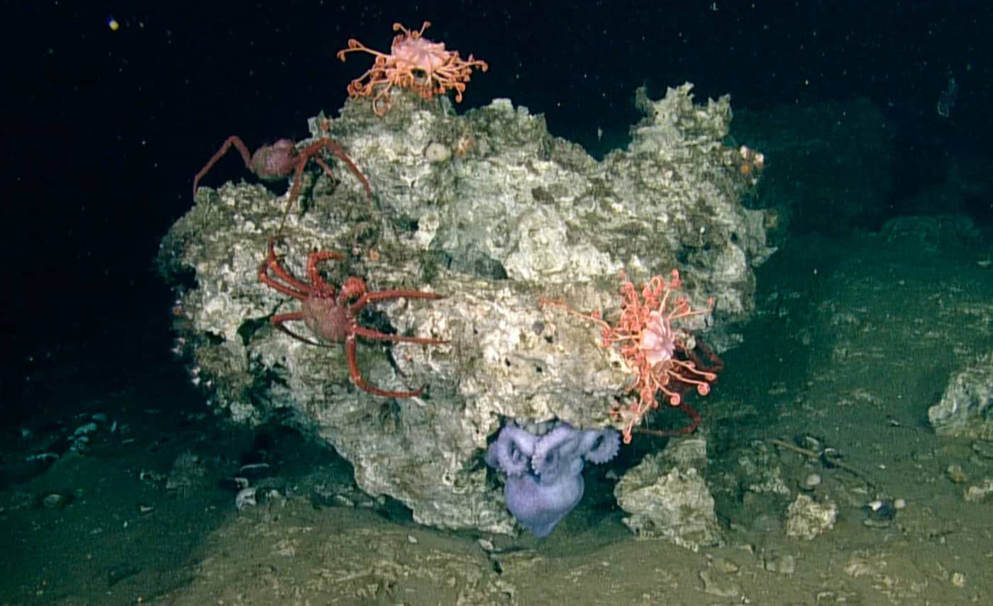 A deep sea octopus, brooding on her eggs on carbonate rock, uses her dexterous arms to punch and successfully defend herself from Scarlet King Crabs. (Northeast Pacific Deep-Sea Expedition Partnership and CSSF ROPOS photos).