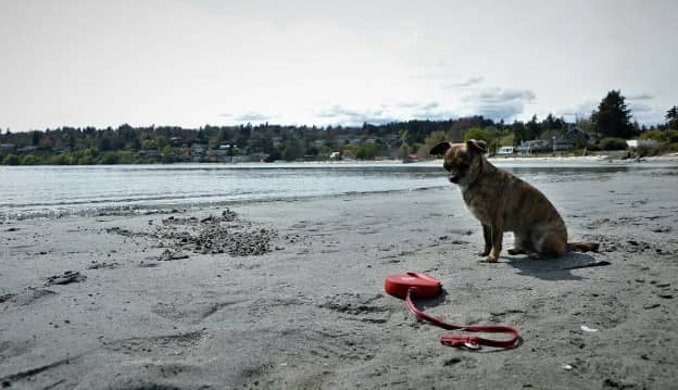 Doggone debate takes 2-week break in Saanich