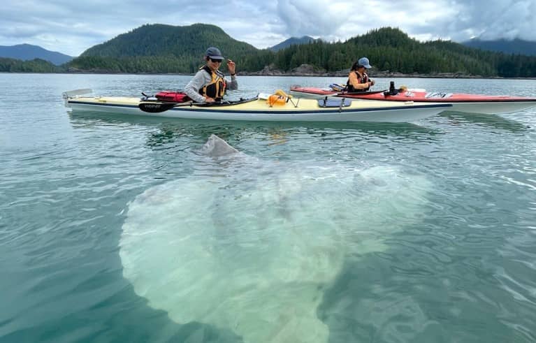 A massive Mola mola was sighted in Kyuquot Sound in early August and its photo will help inform a citizen science project on sunfish in West Coast waters. Photo by Tashi Townley / Courtesy Marine Education Research Society (MERS)