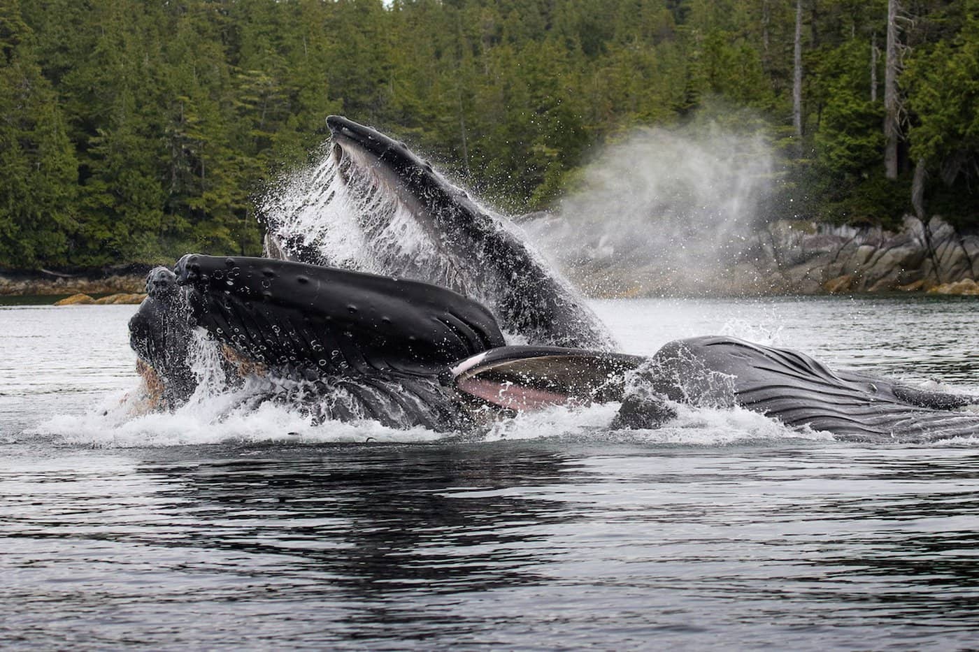 It's humpback song season on the B.C. coast and now people will be able to listen and learn about these underwater acoustics on the new Whale Sound platform. Photo Jenn Dickie / Courtesy BC Whales