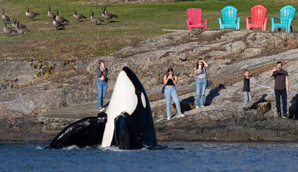A killer whale dazzles observers on the shore in Oak Bay this past summer. Photo: Iwan Lewylle