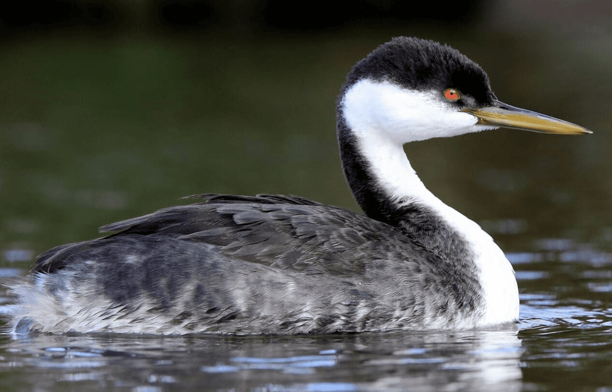 Western Grebe. Photo: All About Birds