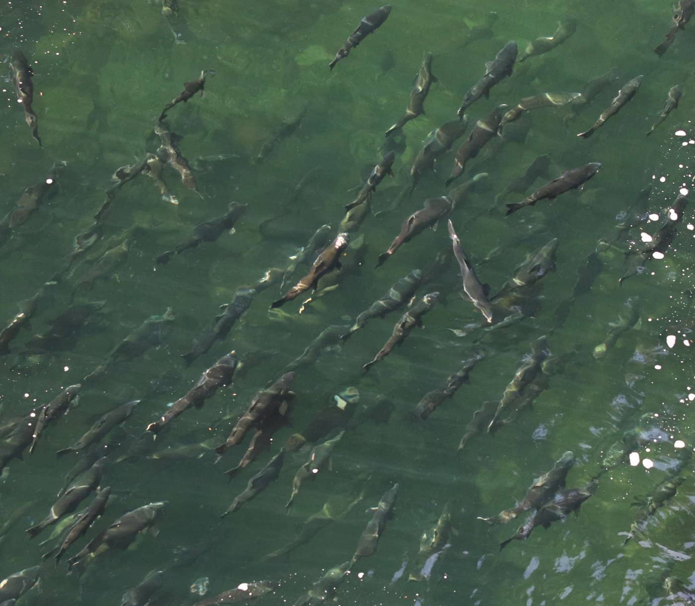 Salmon migrate up the Stamp River near Port Alberni in late September. After a summer of extreme drought, experts fear lower precipitation over the winter could do little to lessen the region's water deficit.