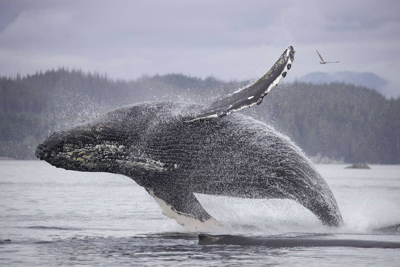 Whale researchers with the Marine Education and Research Society helped BBC's Planet Earth film humpbacks in BC waters for the show's latest series. Hilroy (BCX1481) breaching next to Corporal (BCX1238) by Fredi Devas / BBC