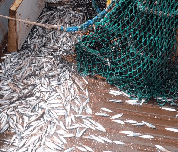 Fish on deck. Photo: Pacific Wild