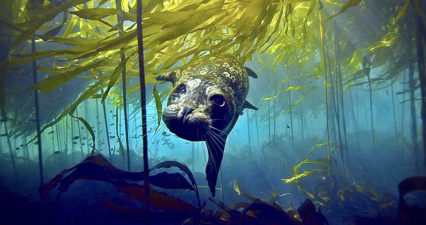 New research suggests some pockets of kelp forest in the southern Salish Sea can bounce back from marine heat waves. Photo Florian Graner / Flickr (CC BY 2.0)