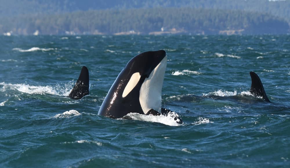 Orcas have been recorded around the world sharing food, including Bigg's killer whales near the Island, but Southern Resident killer whales are unlikely to give a meal to people. Photo: Center for Whale Research.