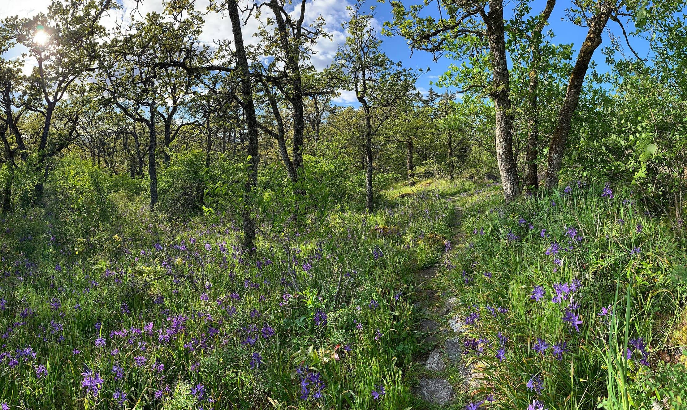 Christmas Hill meadow. Photo: Swan Lake Christmas Hill Nature Sanctuary / Facebook