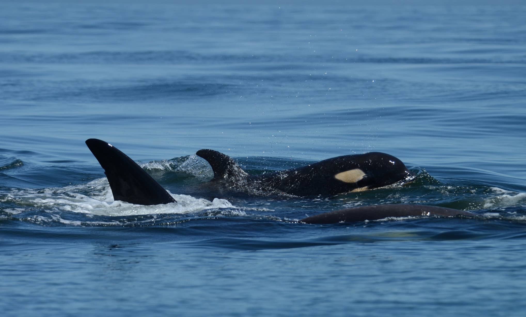 Photo: Center for Whale Research / Facebook