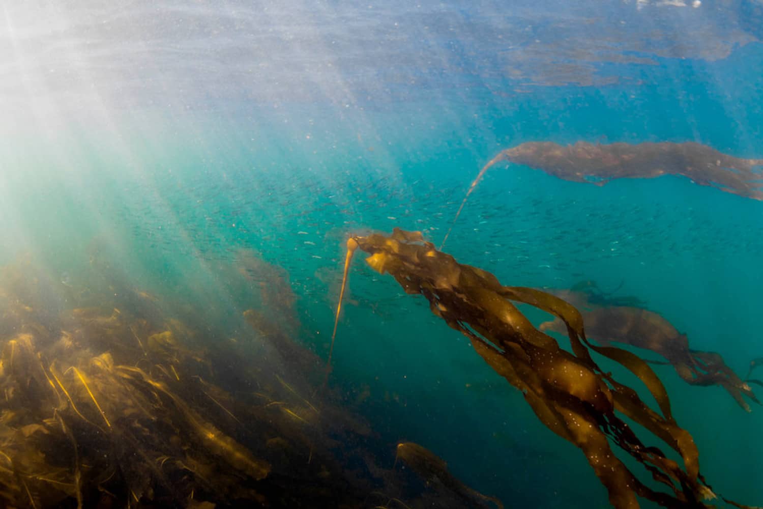 A school of fish swims through a kelp forest. Photo: Fernando Lessa / UVic