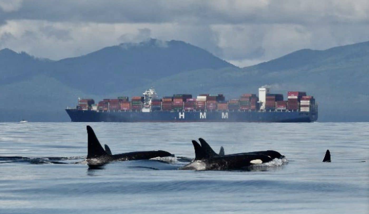 Southern resident killer whales in the Swiftsure Bank area near a container ship. Photo by Katherine Gavrilchuk / Department of Fisheries and Oceans