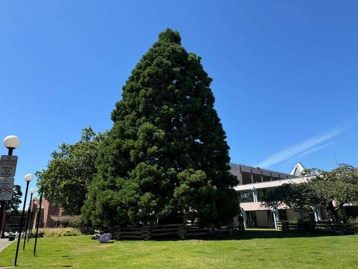 This sequoia tree will be removed as the city remodels Centennial Square. Photo: Sidney Coles / Capital Daily