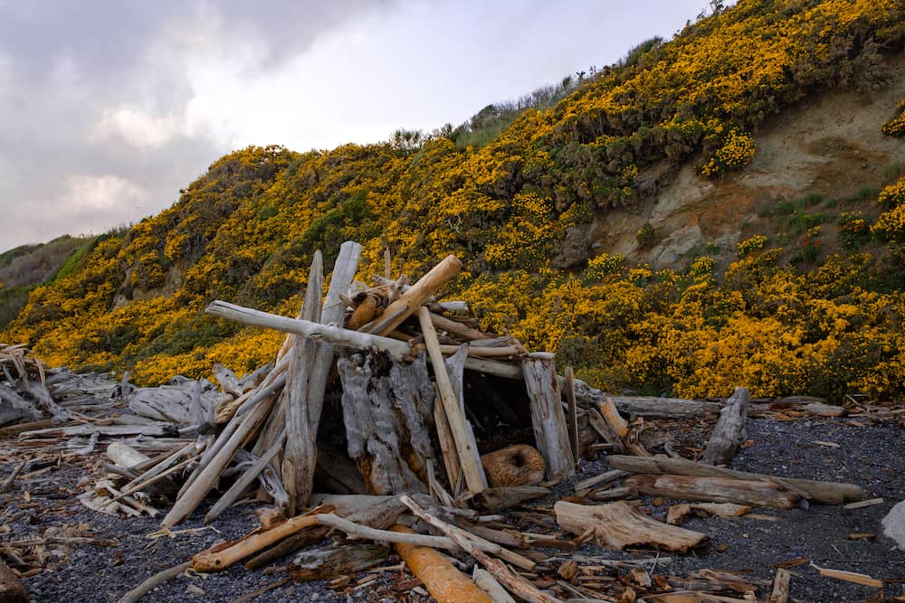Scotch broom on cliffs along Dallas. Photo: Jessica Lichon / Shutterstock